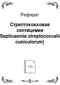 Реферат: Стрептококковая септицемия (Septicaemia streptococcalis cuniculorum)