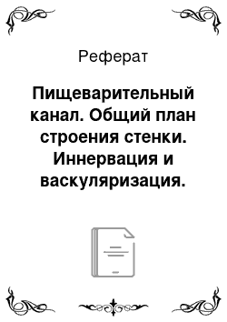 Реферат: Пищеварительный канал. Общий план строения стенки. Иннервация и васкуляризация. Морфофункциональная характеристика лимфоидного аппарата