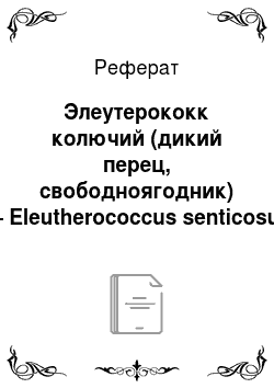 Реферат: Элеутерококк колючий (дикий перец, свободноягодник) — Eleutherococcus senticosus