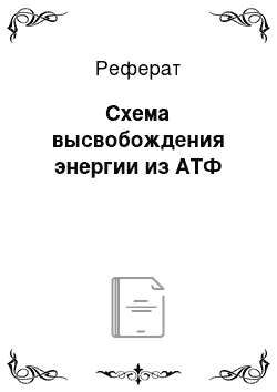 Реферат: Схема высвобождения энергии из АТФ