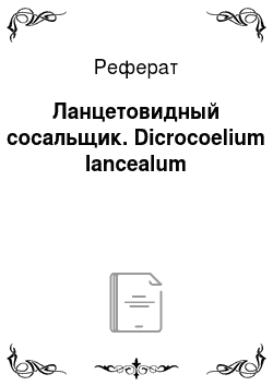Реферат: Ланцетовидный сосальщик. Dicrocoelium lancealum