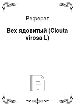 Реферат: Вех ядовитый (Cicuta virosa L)