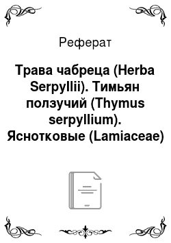 Реферат: Трава чабреца (Herba Serpyllii). Тимьян ползучий (Thymus serpyllium). Яснотковые (Lamiaceae)