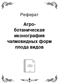 Реферат: Агро-ботаническая иконография чалмовидных форм плода видов семейства тыквенных