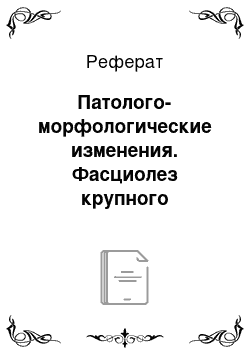 Реферат: Патолого-морфологические изменения. Фасциолез крупного рогатого скота