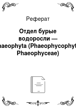 Реферат: Отдел бурые водоросли — Phaeophyta (Phaeophycophyta, Phaeophyceae)