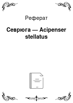 Реферат: Севрюга — Acipenser stellatus