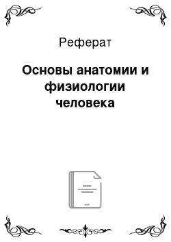 Реферат: Основы анатомии и физиологии человека