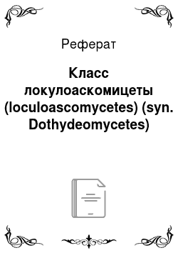 Реферат: Класс локулоаскомицеты (loculoascomycetes) (syn. Dothydeоmycetes)