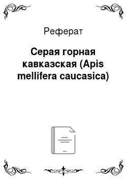 Реферат: Серая горная кавказская (Apis mellifera caucasica)
