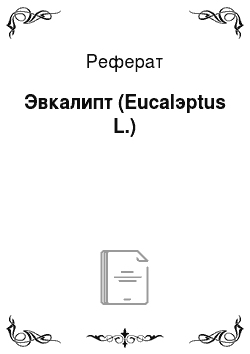 Реферат: Эвкалипт (Eucalэptus L.)