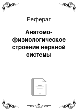 Реферат: Анатомо-физиологическое строение нервной системы