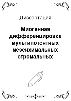 Диссертация: Миогенная дифференцировка мультипотентных мезенхимальных стромальных клеток in vitro и in vivo