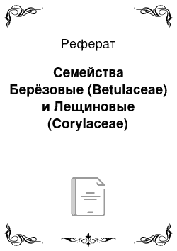 Реферат: Семейства Берёзовые (Betulaceae) и Лещиновые (Corylaceae)