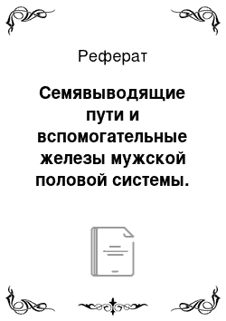 Реферат: Семявыводящие пути и вспомогательные железы мужской половой системы. Придаток яичка, семенные пузырьки, предстательная железа. Развитие, строение, функции. Возрастные изменения