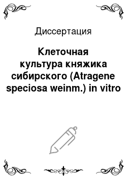 Диссертация: Клеточная культура княжика сибирского (Atragene speciosa weinm.) in vitro