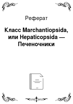 Реферат: Класс Marchantiopsida, или Hepaticopsida — Печеночники