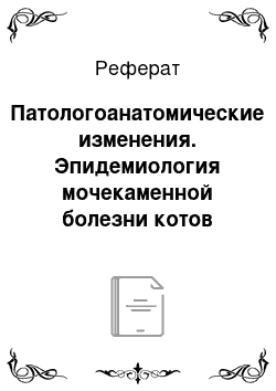 Реферат: Патологоанатомические изменения. Эпидемиология мочекаменной болезни котов брахицефалических пород в городе Оренбурге