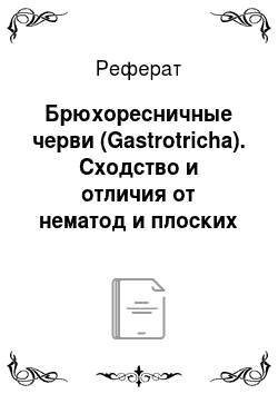 Реферат: Брюхоресничные черви (Gastrotricha). Сходство и отличия от нематод и плоских червей
