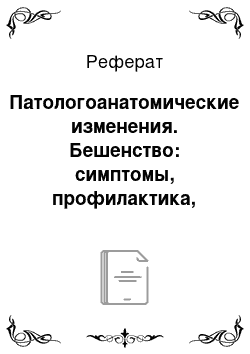 Реферат: Патологоанатомические изменения. Бешенство: симптомы, профилактика, лечение