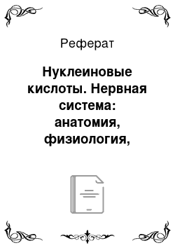 Реферат: Нуклеиновые кислоты. Нервная система: анатомия, физиология, нейрофармакология