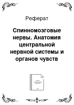 Реферат: Спинномозговые нервы. Анатомия центральной нервной системы и органов чувств