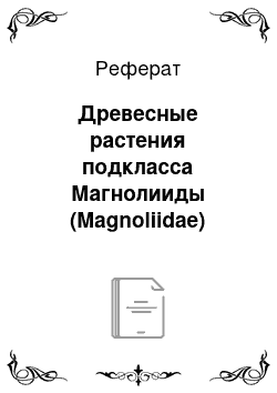 Реферат: Древесные растения подкласса Магнолииды (Magnoliidae)