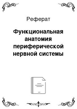 Реферат: Функциональная анатомия периферической нервной системы