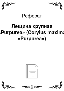 Реферат: Лещина крупная «Purpurea» (Corylus maxima «Purpurea»)
