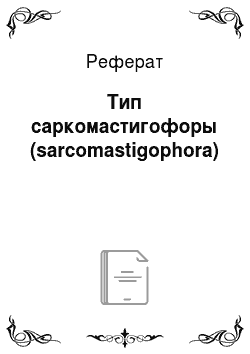 Реферат: Тип саркомастигофоры (sarcomastigophora)