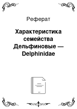 Реферат: Характеристика семейства Дельфиновые — Delphinidae