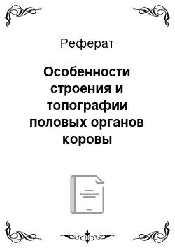 Реферат: Особенности строения и топографии половых органов коровы