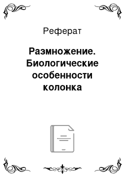 Реферат: Размножение. Биологические особенности колонка