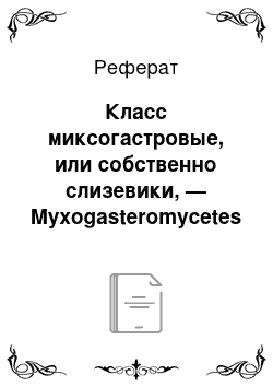 Реферат: Класс миксогастровые, или собственно слизевики, — Myxogasteromycetes