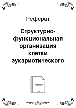 Реферат: Структурно-функциональная организация клетки эукариотического и прокариотического типов