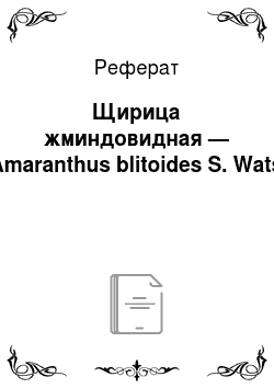 Реферат: Щирица жминдовидная — Amaranthus blitoides S. Wats