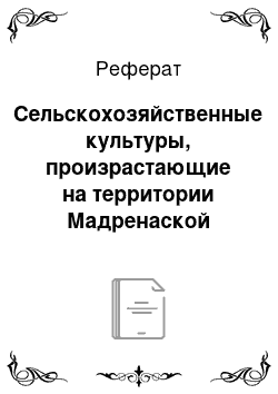 Реферат: Сельскохозяйственные культуры, произрастающие на территории Мадренаской флористической области