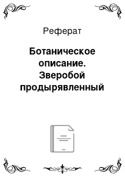 Реферат: Ботаническое описание. Зверобой продырявленный