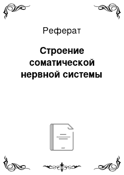 Реферат: Строение соматической нервной системы