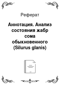 Реферат: Аннотация. Анализ состояния жабр сома обыкновенного (Silurus glanis)