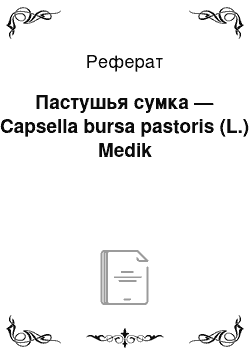Реферат: Пастушья сумка — Capsella bursa pastoris (L.) Medik