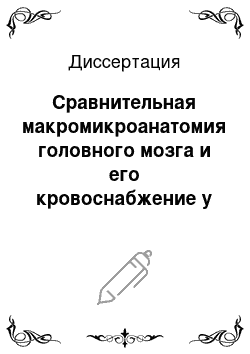 Диссертация: Сравнительная макромикроанатомия головного мозга и его кровоснабжение у домашних птиц