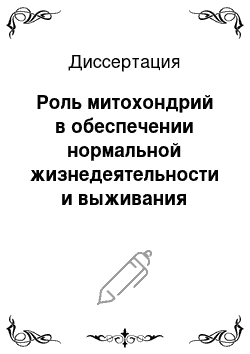 Диссертация: Роль митохондрий в обеспечении нормальной жизнедеятельности и выживания клеток млекопитающих