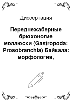 Диссертация: Переднежаберные брюхоногие моллюски (Gastropoda: Prosobranchia) Байкала: морфология, таксономия, биология и формирование фауны