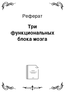 Реферат: Три функциональных блока мозга