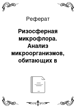 Реферат: Ризосферная микрофлора. Анализ микроорганизмов, обитающих в ризосфере и ризоплане Astragalusaustriacusl