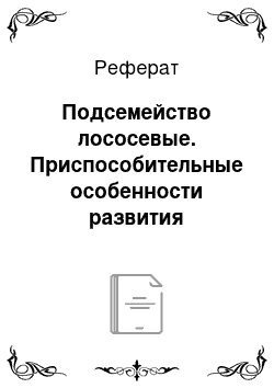 Реферат: Подсемейство лососевые. Приспособительные особенности развития лососеобразных