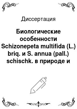 Диссертация: Биологические особенности Schizonepeta multifida (L.) briq. и S. annua (pall.) schischk. в природе и интродукции
