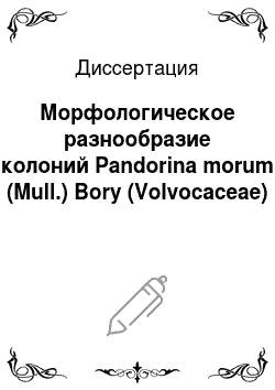Диссертация: Морфологическое разнообразие колоний Pandorina morum (Mull.) Bory (Volvocaceae)