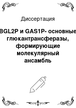 Диссертация: BGL2P и GAS1P-основные глюкантрансферазы, формирующие молекулярный ансамбль клеточной стенки дрожжей